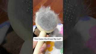 Pet brushforyou cute catlike cleaning clean cat satisfactory shorts animals youtubeshorts [upl. by Donahue]