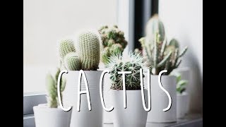 Cactus  Gilraen 🌵 [upl. by Anivram77]