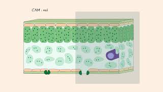 Photosynthesis  C4 and CAM plants pt 3 [upl. by Nevuer635]