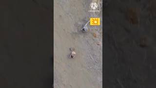 Rabbit chase leopard rabbit leopard trending wildlife shortvideo shorts short [upl. by Hart]