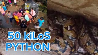 50 KILOS PYTHON PAHIRAPAN KUNIN SA LIKOD BAHAY buhaytaotv pythonsnake [upl. by Erline]