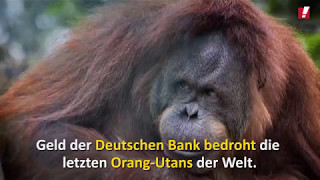 Deutsche Bank Kein Geld für OrangUtanKiller [upl. by Betta392]