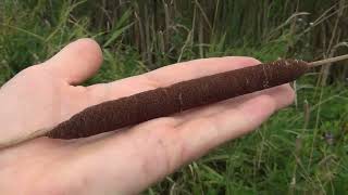 Рогіз вузьколистий Typha angustifolia на Одрі [upl. by Ariom]