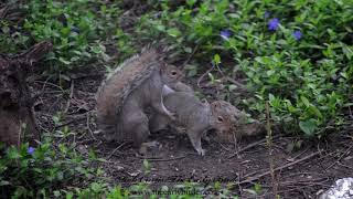 EASTERN GRAY SQUIRREL Sciurus carolinensis mating attempts [upl. by Nnyleimaj]