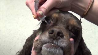 Giving eye drops or ointment to your dog [upl. by Suoiluj]