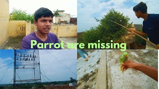 Parrot are missing parrot ko pakar liya parrot are flying parrot are so cute [upl. by Eneloc]