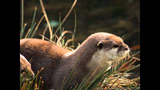 David Fanshawe  Tarka the Otter [upl. by Niboc396]