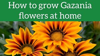 Gazania Flower Plant  How to grow and care Gazania plant  Gazania Propagation [upl. by Ndnarb]