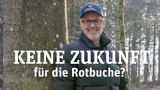 Buchen im Klimawandel  Die Rotbuche Totgesagte leben länger [upl. by Bbor]