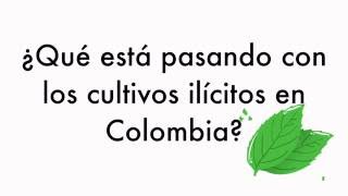 ¿Qué está pasando con los cultivos ilícitos en Colombia [upl. by Eltsyrc742]