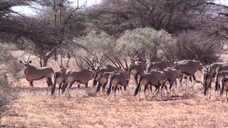 Namibia gemsbok shot in head [upl. by Deuno]