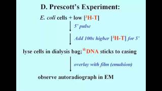 Prescott Experiment [upl. by Frasch]