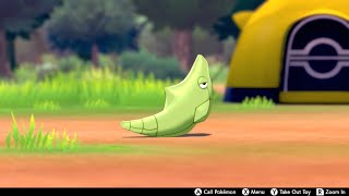 Metapod In Camp  Pokemon Sword amp Shield [upl. by Cavan867]