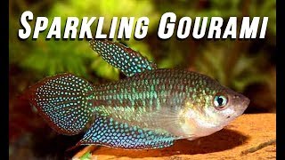 Species Spotlight  Sparkling Gourami [upl. by Taddeo]