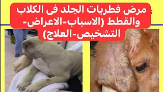 مرض فطريات الجلد فى الكلاب والقطط Ringworm Dermatophytosis in Dogs and Cats [upl. by Acirderf107]