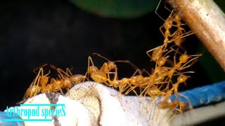 Insect Species  Asian Weaver ants  The bridge [upl. by Alaehcim]