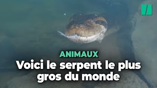 En Amazonie il y a une nouvelle espèce d’anacondas mais ils ne sont pas moins effrayants [upl. by Ibor]