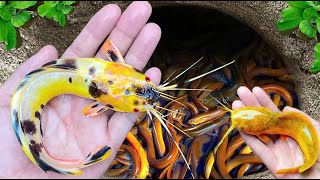 Catching Strange Tiny Ornamental Panda Catfish Surgeonfish Neon fish Pufferfish Koi Fish [upl. by Bab]