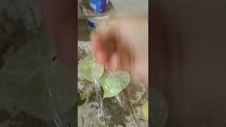 growing giloy plant from cutting😱🤔 gardening garden shortsvideo plantbeauty [upl. by Aleunam]