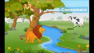 FOOD CHAIN  What Do Animals Eat amp How Does It Work Animal Science for Kids [upl. by Percival560]