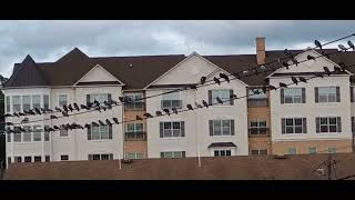 Rahway NJ upclose  the pigeons perched at Rahway Station September 7 2024 2 [upl. by Nowujalo200]