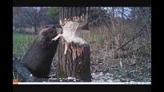 Beaver cutting trees Down Bushnell Trophy Cam [upl. by Hartfield]