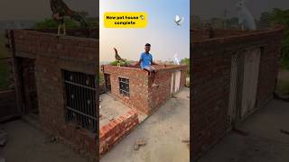 New pet house 🏡complete petlover minivlog kabutarvlog birds vlog pigeonlover kabootarvlog [upl. by Brandea]