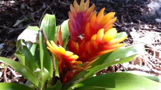 Bromeliad  Vriesea splendens  Flaming Sword  Top 10 Bromeliads HD 21 [upl. by Keating]