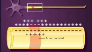 Action potential propagation in an unmyelinated axon [upl. by Orlena]