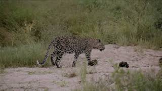 If I were an Animal  THE LEOPARD  Full Episode 21  Wild Animal World [upl. by Fidelio320]