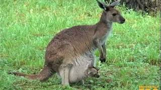 Kangaroo Kids Joeys at Brookfield Zoo [upl. by Ahseya]