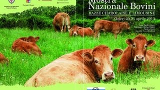 Mostra Nazionale Bovini Charolaise e Limousine Ozieri 2013 [upl. by Lassiter457]