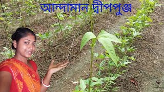 আন্দামান দ্বীপপুঞ্জের বরবটি চাষ কেমন ভাবে করা হয় l Andaman cowpea farming [upl. by Yllom]