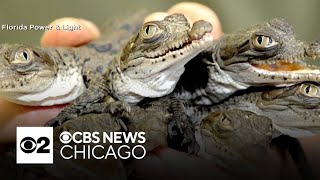 American crocodile population grows in Florida after near extinction [upl. by Nosduj]