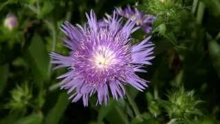 Stokes aster flowers return every year [upl. by Dyanne276]