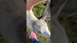 Irresistible baby goats begging for attention GrownsFamilyFarm [upl. by Efi]