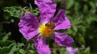 Bees polinating Rockrose Cistus flower לוטם שעיר Cistus creticus [upl. by Larimor]