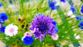 Update on my cornflower planter  Growing Cornflowers from seeds Part 3  Cornflowers at their peek [upl. by Noed]