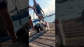 Sunday on the sandiego california waterfront dogdad dogdadlife schnauzer minischnauzer usa [upl. by Asilej]