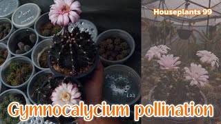 Cactus pollination gymnocalycium cactuscare pollination [upl. by Atlante564]