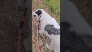 Hiking South Canon Trail in Cheyenne Mountain Park in Colorado Springs hiking мояжизнь хайлайт [upl. by Aramenta]