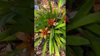 How To Grow Bromeliad Epiphytes [upl. by Halullat]