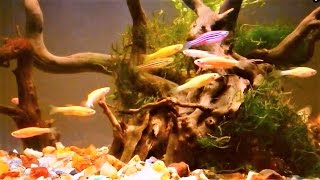 Zebrafish Care  Zebra Danio Aquarium Setup amp Care Guide [upl. by Andeee515]