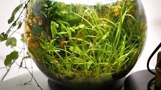 10l bowl  Walstad method  Natural Planted Tank [upl. by Klarrisa307]