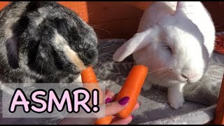 ASMR Rabbits Eating Carrots satisfying sounds [upl. by Azaria]