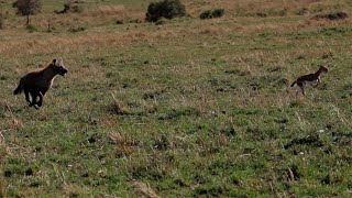 Gazelle escapes cheetahs only to run into a hyena [upl. by Chiaki]