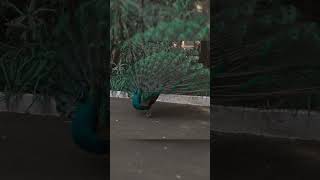 Beautiful peacock slow motion feather 🪶 peacock bird sound peacock 🦚 [upl. by Tomaso]