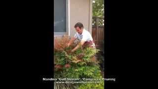 Nandina Gulf Stream Compacta Pruning [upl. by Einna]