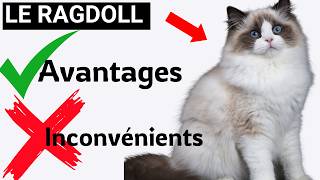 Ne Choisissez Pas un CHAT RAGDOLL Sans Voir Ceci   Avantages et Inconvénients [upl. by Georas]