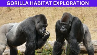 GORILLA HABITAT Exploring the Fascinating World of Primates [upl. by Kalina]